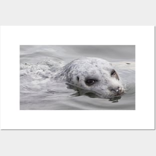 Cheeky Harbor Seal Winks at the Photographer Posters and Art